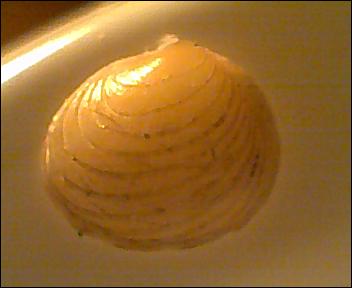 Bivalve da id.